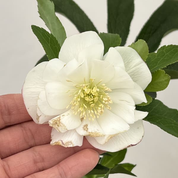 クリスマスローズ：ベーシックダブル26-03／1.5Lポット【現品販売】