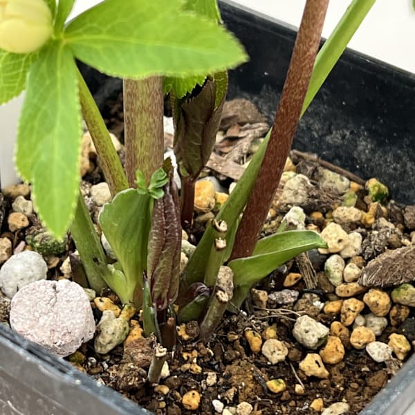 クリスマスローズ：ベーシックダブル26-03／1.5Lポット【現品販売】