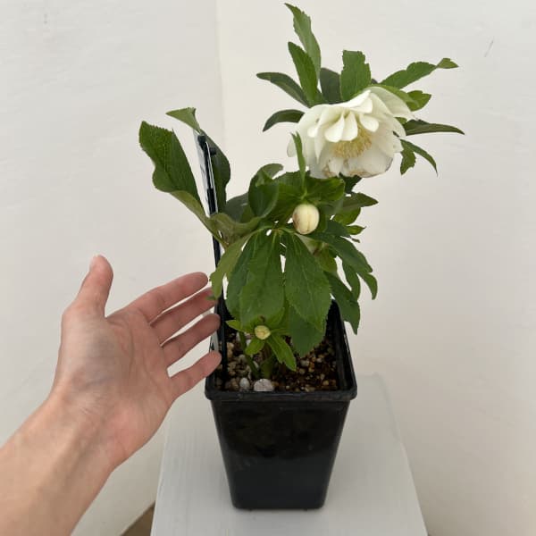 クリスマスローズ：ベーシックダブル26-03／1.5Lポット【現品販売】