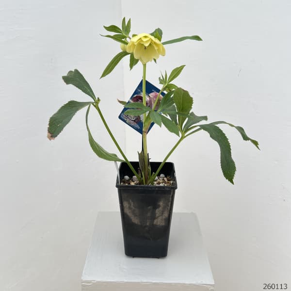 クリスマスローズ：ベーシックダブル26-04／1.5Lポット【現品販売】