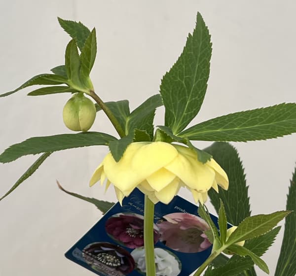 クリスマスローズ：ベーシックダブル26-04／1.5Lポット【現品販売】