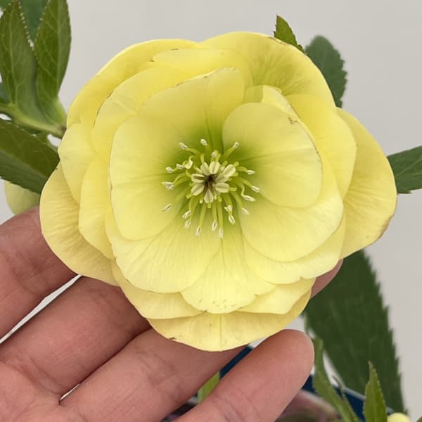 クリスマスローズ：ベーシックダブル26-04／1.5Lポット【現品販売】