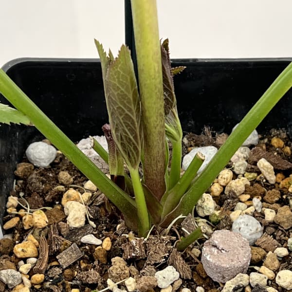 クリスマスローズ：ベーシックダブル26-04／1.5Lポット【現品販売】