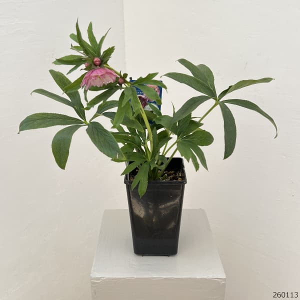 クリスマスローズ：ベーシックダブル26-05／1.5Lポット【現品販売】