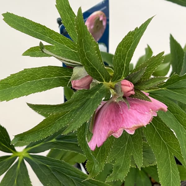 クリスマスローズ：ベーシックダブル26-05／1.5Lポット【現品販売】