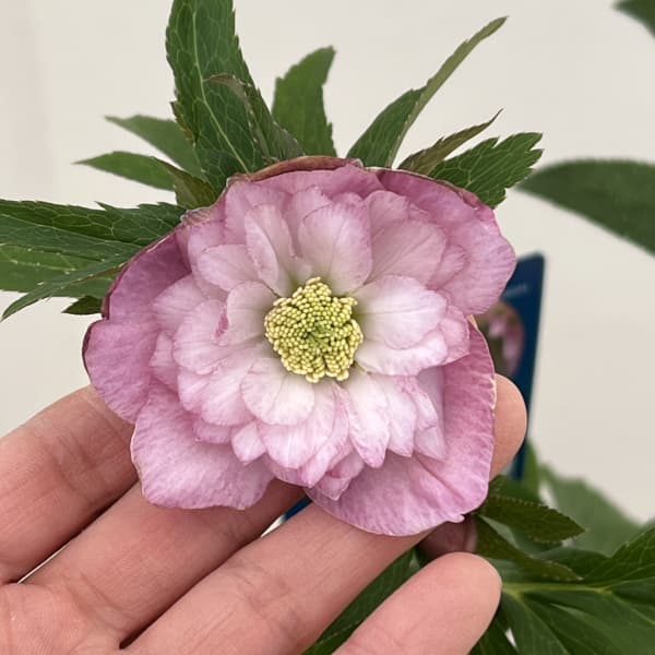 クリスマスローズ：ベーシックダブル26-05／1.5Lポット【現品販売】