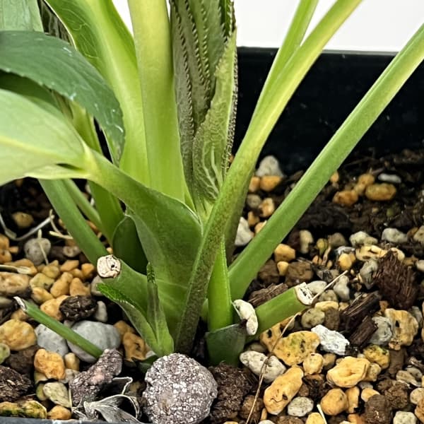 クリスマスローズ：ベーシックダブル26-05／1.5Lポット【現品販売】