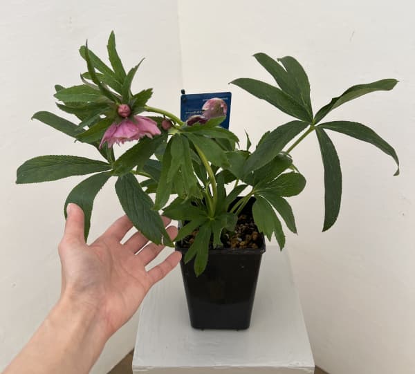 クリスマスローズ：ベーシックダブル26-05／1.5Lポット【現品販売】