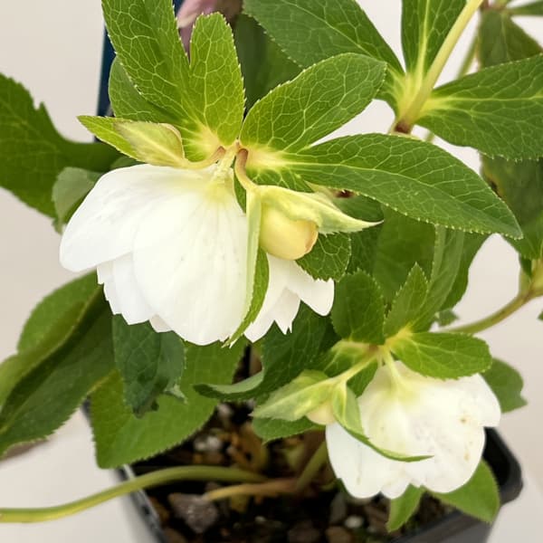 クリスマスローズ：ベーシックダブル26-06／1.5Lポット【現品販売】