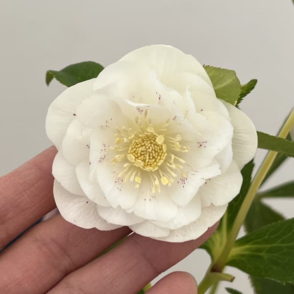 クリスマスローズ：ベーシックダブル26-06／1.5Lポット【現品販売】