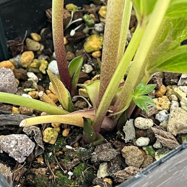 クリスマスローズ：ベーシックダブル26-06／1.5Lポット【現品販売】