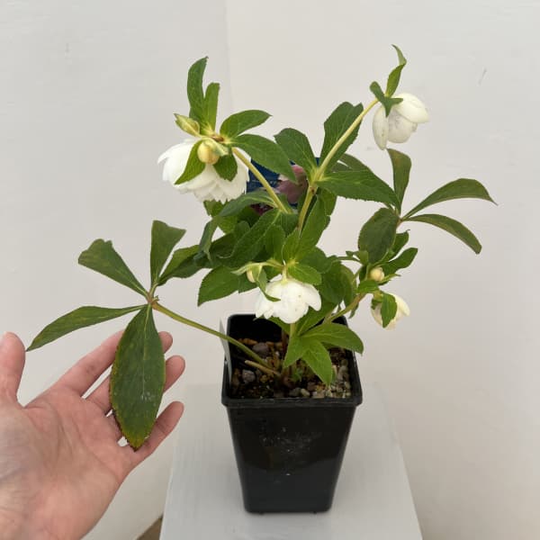 クリスマスローズ：ベーシックダブル26-06／1.5Lポット【現品販売】