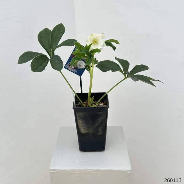 クリスマスローズ：ベーシックダブル26-07／1.5Lポット【現品販売】