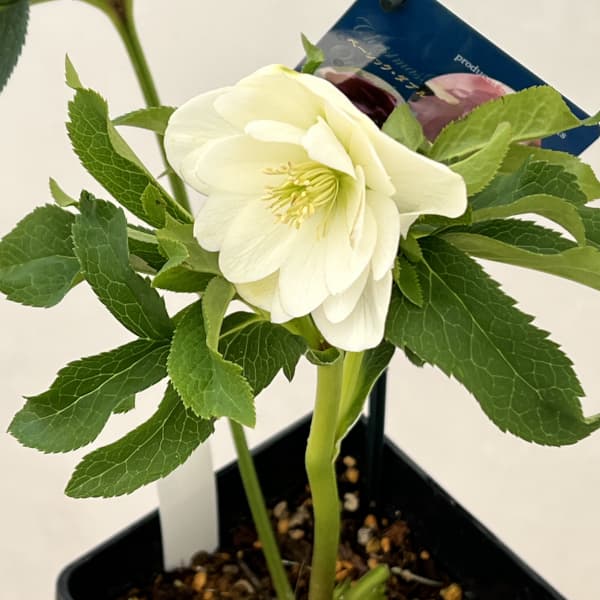 クリスマスローズ：ベーシックダブル26-07／1.5Lポット【現品販売】