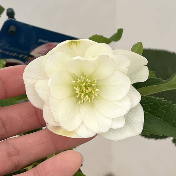 クリスマスローズ：ベーシックダブル26-07／1.5Lポット【現品販売】