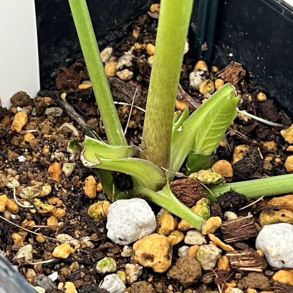 クリスマスローズ：ベーシックダブル26-07／1.5Lポット【現品販売】