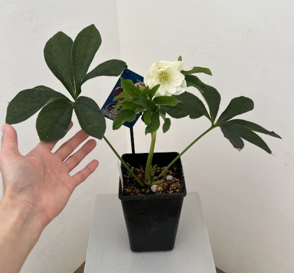 クリスマスローズ：ベーシックダブル26-07／1.5Lポット【現品販売】