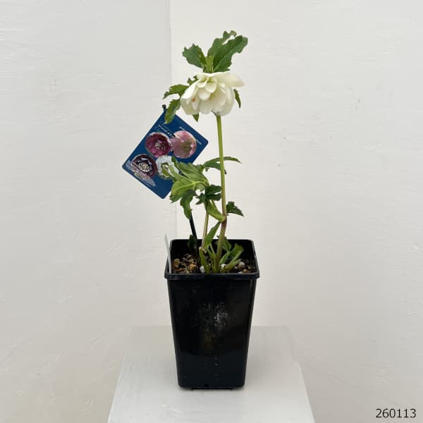 クリスマスローズ：ベーシックダブル26-08／1.5Lポット【現品販売】