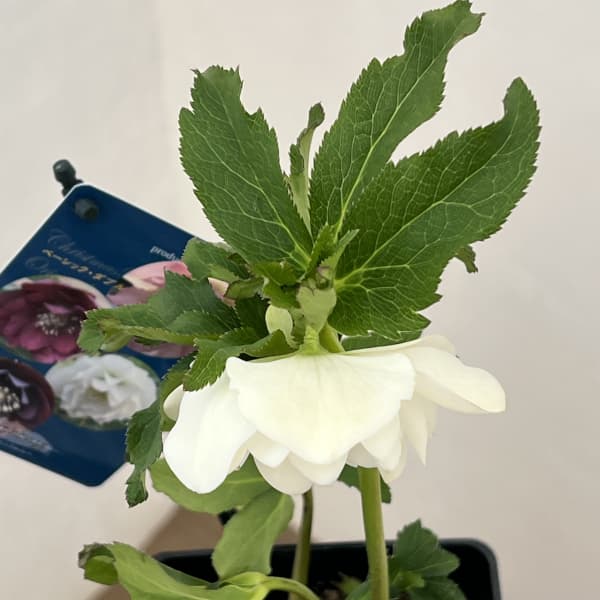 クリスマスローズ：ベーシックダブル26-08／1.5Lポット【現品販売】