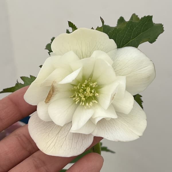 クリスマスローズ：ベーシックダブル26-08／1.5Lポット【現品販売】