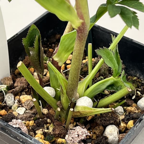 クリスマスローズ：ベーシックダブル26-08／1.5Lポット【現品販売】