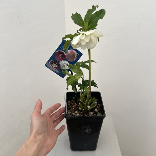クリスマスローズ：ベーシックダブル26-08／1.5Lポット【現品販売】