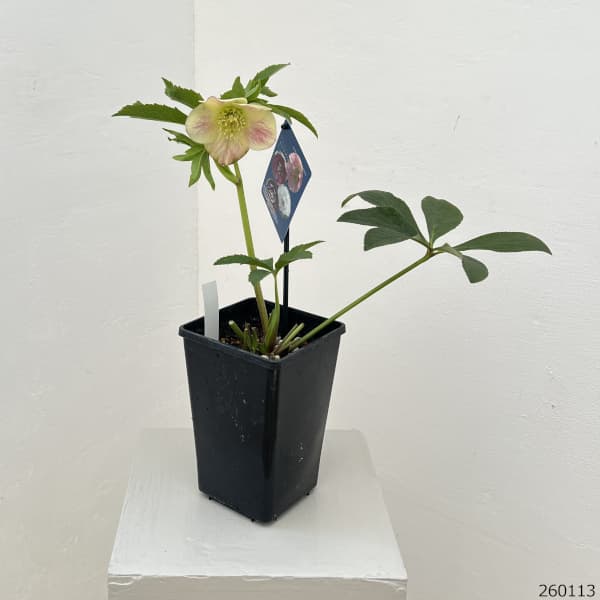 クリスマスローズ：ベーシックダブル26-09セミダブル／1.5Lポット【現品販売】