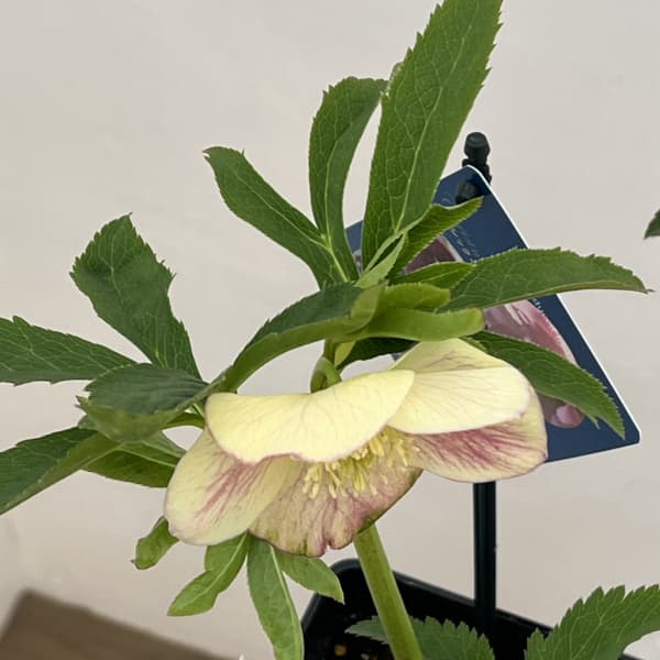 クリスマスローズ：ベーシックダブル26-09セミダブル／1.5Lポット【現品販売】