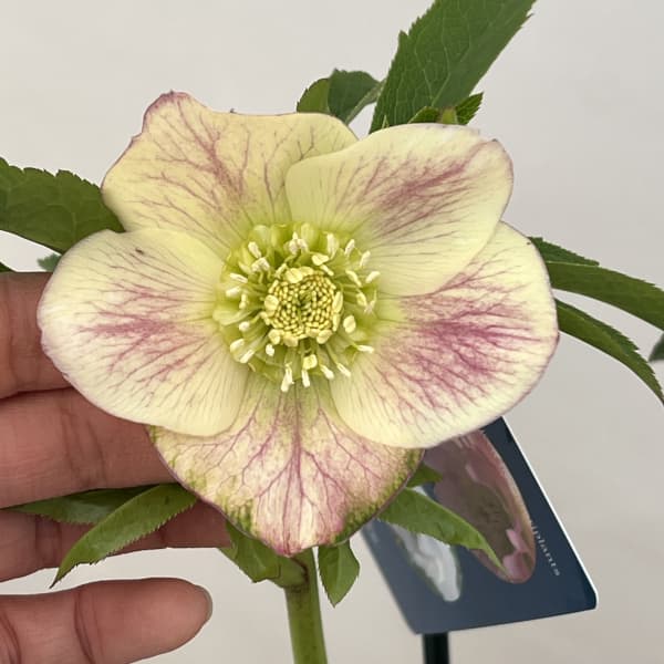 クリスマスローズ：ベーシックダブル26-09セミダブル／1.5Lポット【現品販売】