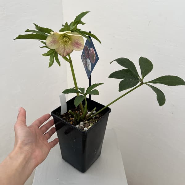 クリスマスローズ：ベーシックダブル26-09セミダブル／1.5Lポット【現品販売】