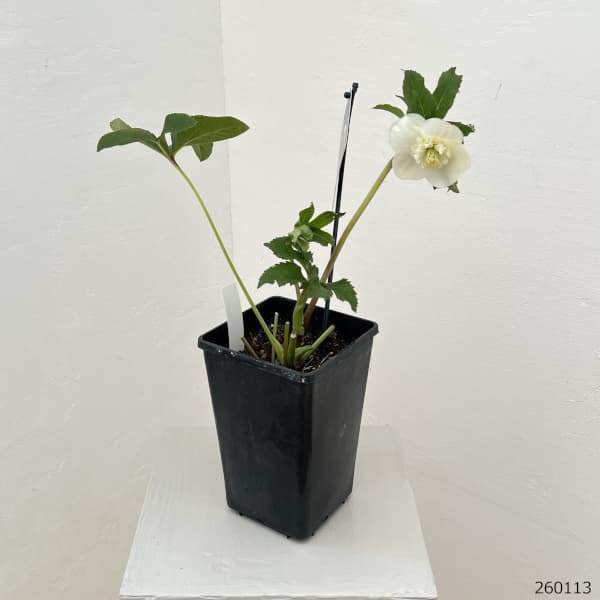 クリスマスローズ：ベーシックダブル26-10セミダブル／1.5Lポット【現品販売】