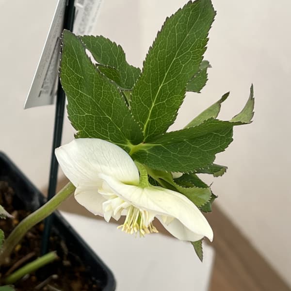 クリスマスローズ：ベーシックダブル26-10セミダブル／1.5Lポット【現品販売】