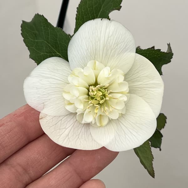 クリスマスローズ：ベーシックダブル26-10セミダブル／1.5Lポット【現品販売】