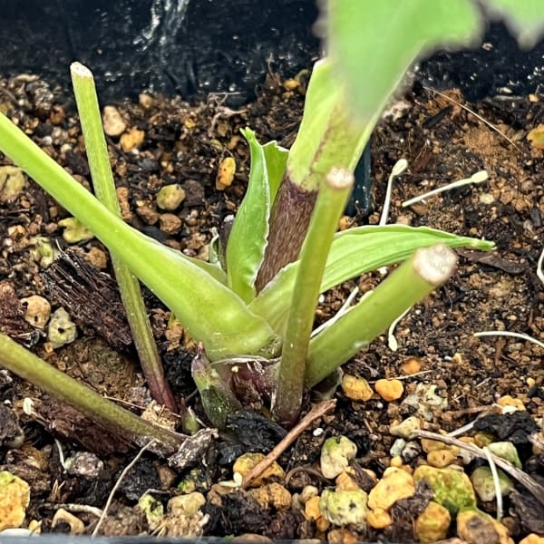 クリスマスローズ：ベーシックダブル26-10セミダブル／1.5Lポット【現品販売】