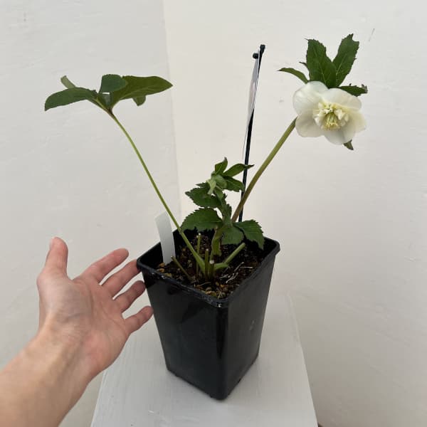 クリスマスローズ：ベーシックダブル26-10セミダブル／1.5Lポット【現品販売】