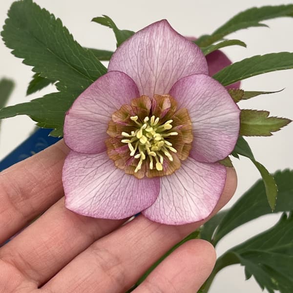 クリスマスローズ：ベーシックダブル26-11セミダブル／1.5Lポット【現品販売】