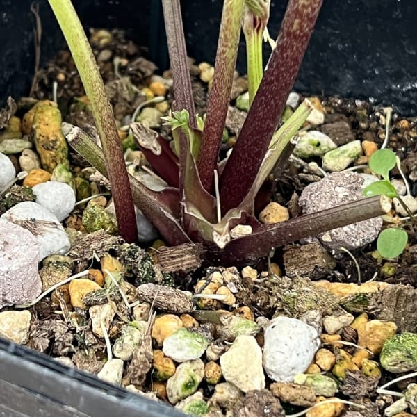 クリスマスローズ：ベーシックダブル26-11セミダブル／1.5Lポット【現品販売】