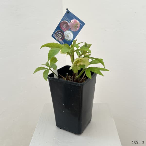 クリスマスローズ：ベーシックダブル26-12セミダブル／1.5Lポット【現品販売】