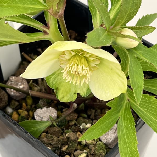 クリスマスローズ：ベーシックダブル26-12セミダブル／1.5Lポット【現品販売】