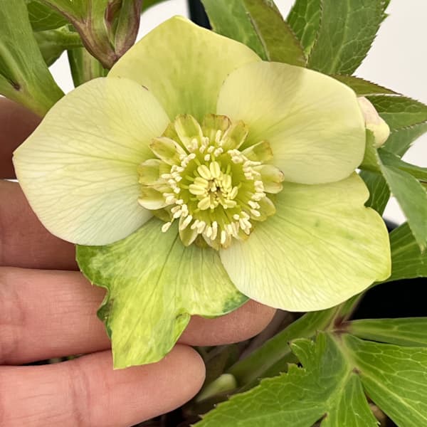 クリスマスローズ：ベーシックダブル26-12セミダブル／1.5Lポット【現品販売】