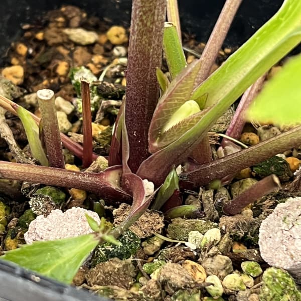 クリスマスローズ：ベーシックダブル26-12セミダブル／1.5Lポット【現品販売】