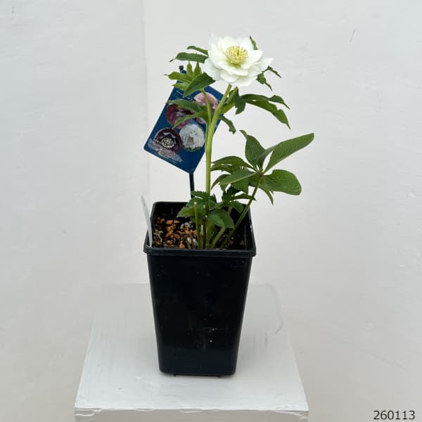 クリスマスローズ：ベーシックダブル26-13／1.5Lポット【現品販売】