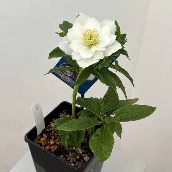 クリスマスローズ：ベーシックダブル26-13／1.5Lポット【現品販売】