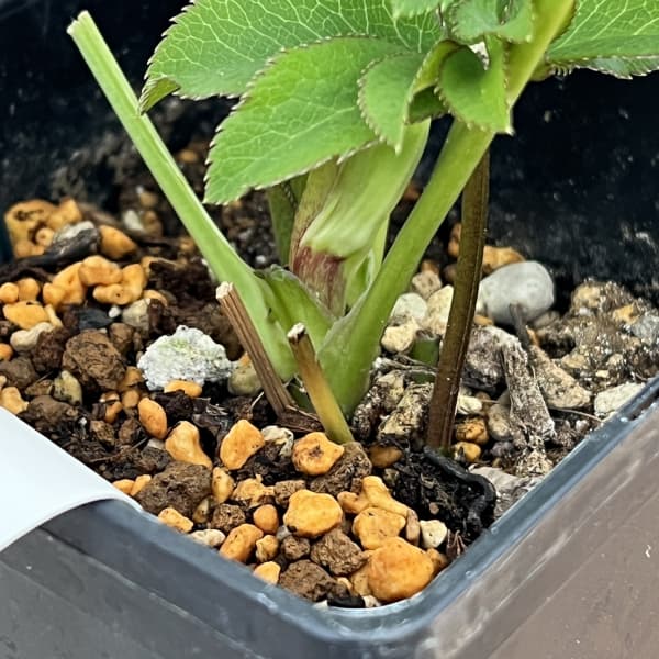 クリスマスローズ：ベーシックダブル26-13／1.5Lポット【現品販売】