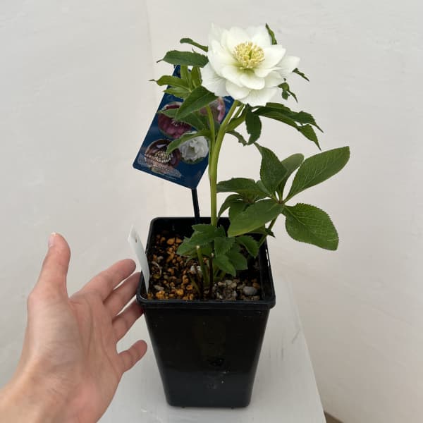 クリスマスローズ：ベーシックダブル26-13／1.5Lポット【現品販売】