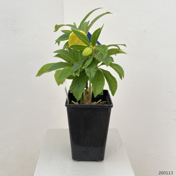 クリスマスローズ：ベーシックダブル26-14セミダブル／1.5Lポット【現品販売】