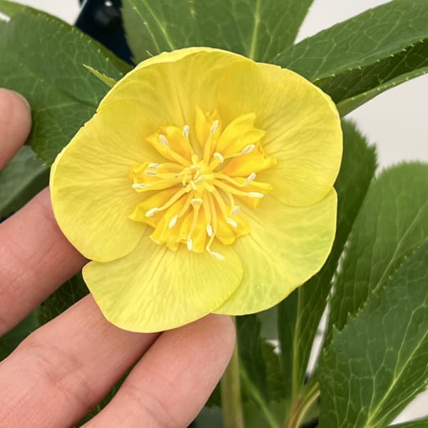 クリスマスローズ：ベーシックダブル26-14セミダブル／1.5Lポット【現品販売】