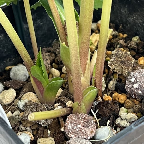 クリスマスローズ：ベーシックダブル26-14セミダブル／1.5Lポット【現品販売】