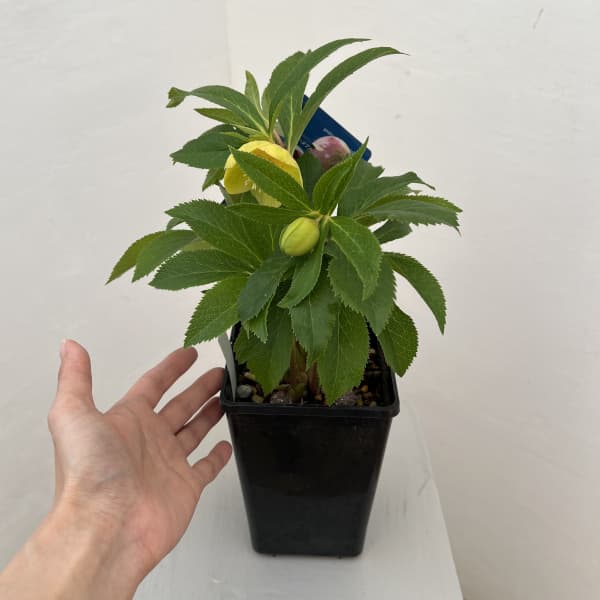 クリスマスローズ：ベーシックダブル26-14セミダブル／1.5Lポット【現品販売】