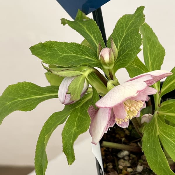 クリスマスローズ：ベーシックダブル26-15／1.5Lポット【現品販売】